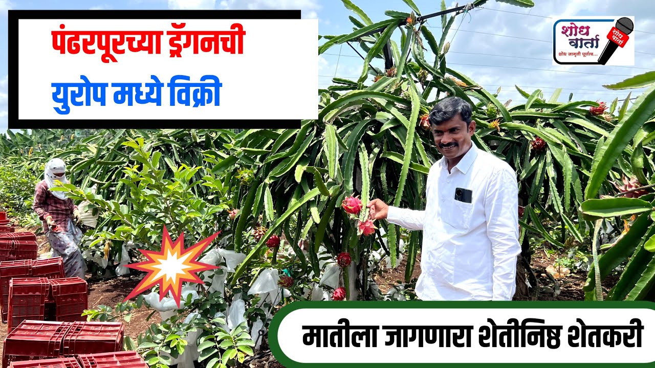 पंढरपूरच्या ड्रॅगन शेतकऱ्याची होतेय महाराष्ट्रात चर्चा | ड्रॅगन फ्रुट लागवड | Dragon Fruit Farming |