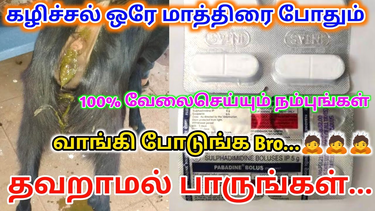 ஆடு/மாடு கழிச்சலுக்கு இந்த மாத்திரை போடுங்கள்|உடனே கழிச்சல் நிக்கும்|ஒரு மாத்திரை போதும் #psfarmers