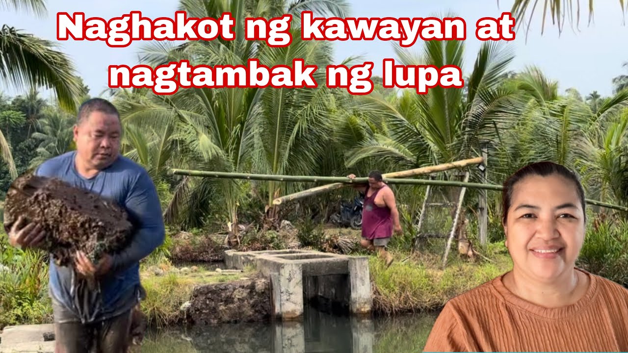 Paghahakot ng mga kawayan at nagtambak ng lupa sa Pilapil ng palaisdaan