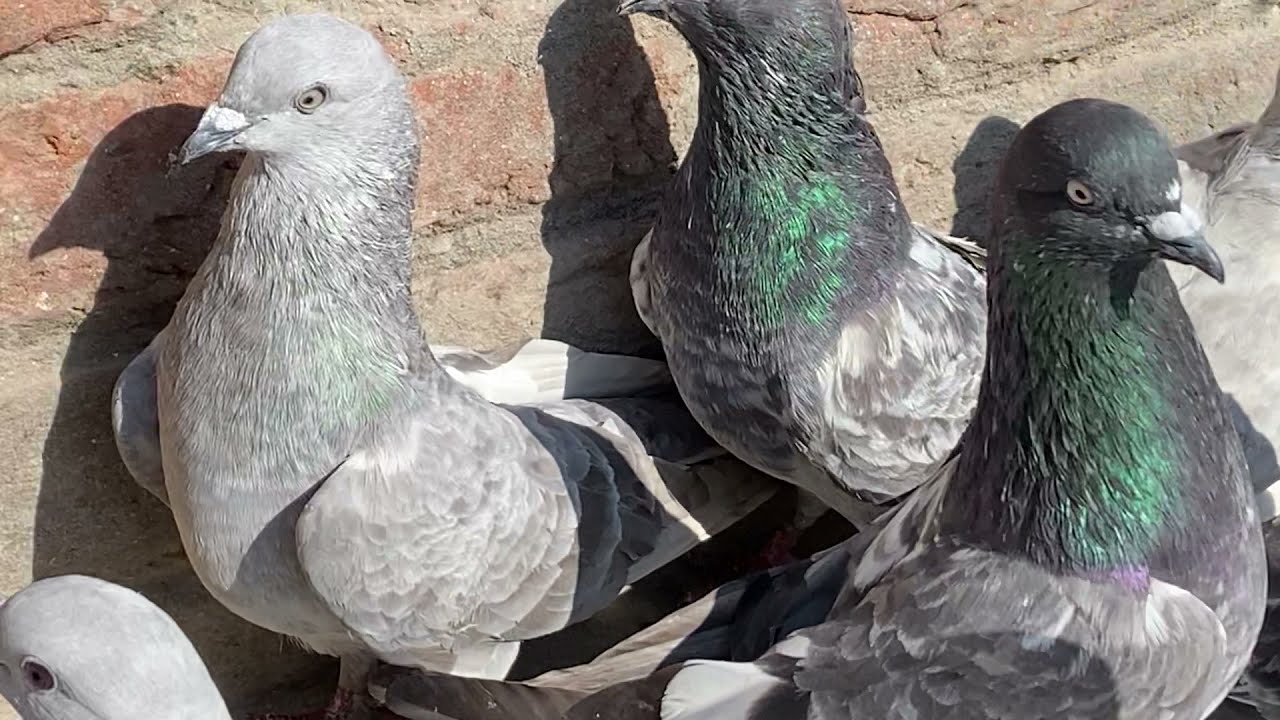 Kashif bhai Kay 20 saal puraanay kalsiray jaaldaar kabutar in Bijnor Uttar Pradesh India