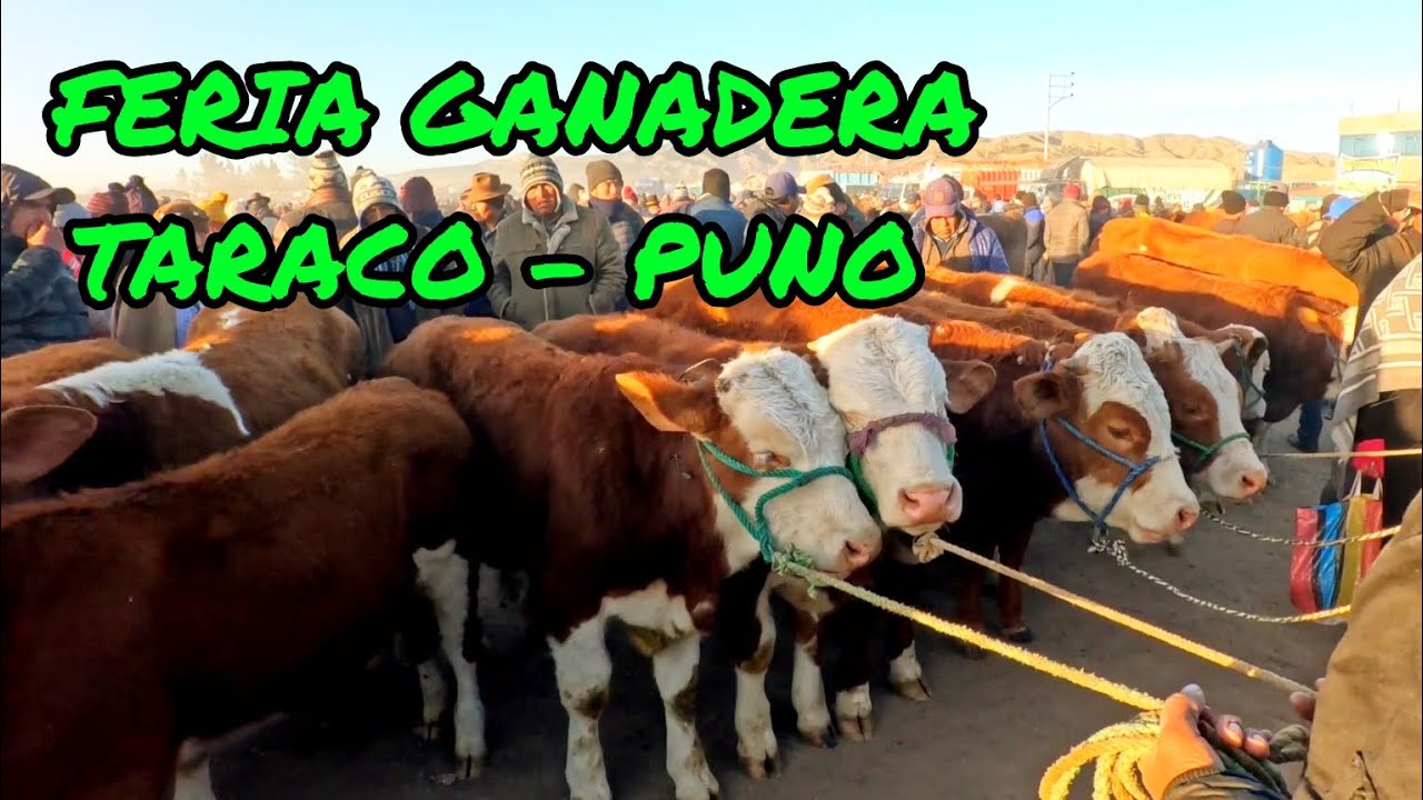RAZA FLECKVIEH EN PUNO - SORPRENDIENDO CON BUENA GENÉTICA PUNO - FERIA GANADERA TARACO - PART 2.