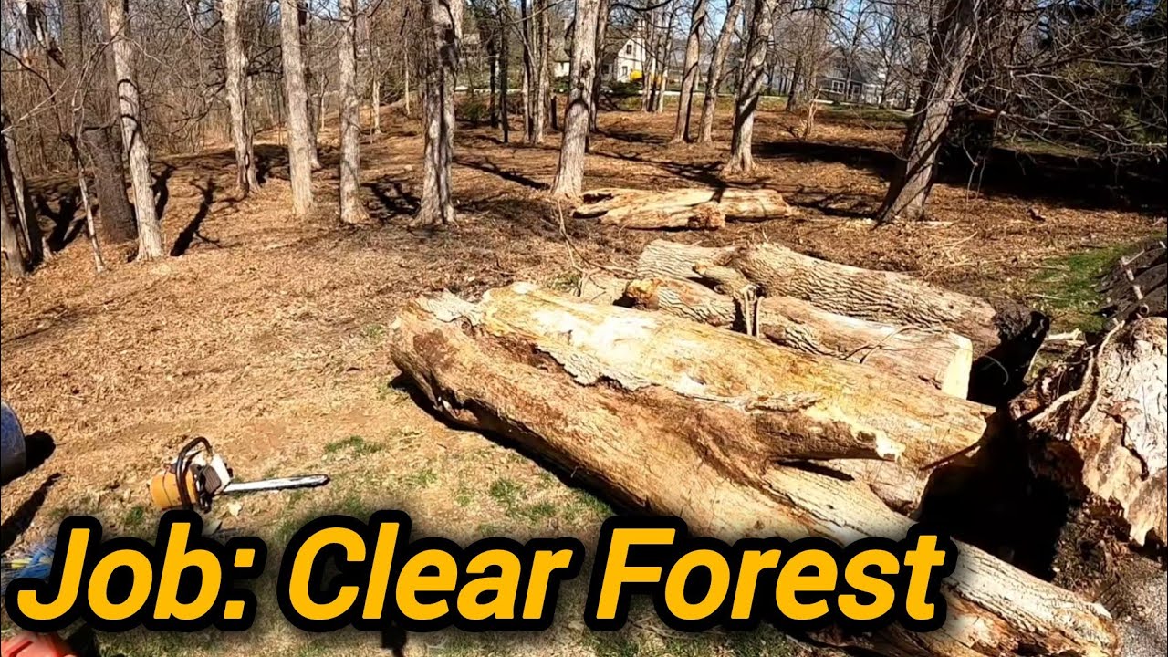Wooded Lot Clearing & Undergrowth Removal | Indianapolis | Schott Services