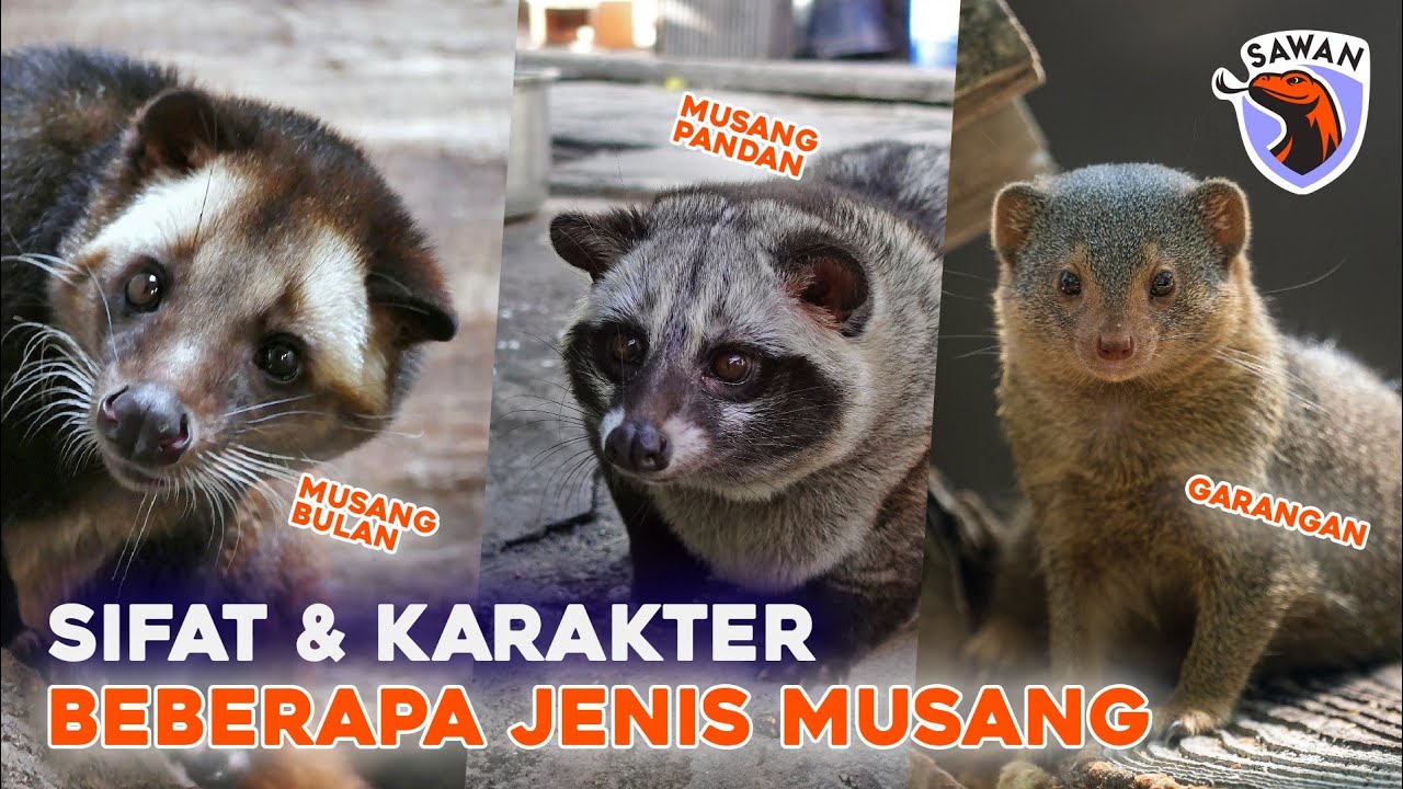 BEDA KARAKTER MUSANG PANDAN, BULAN, GARANGAN dll #SAWAN
