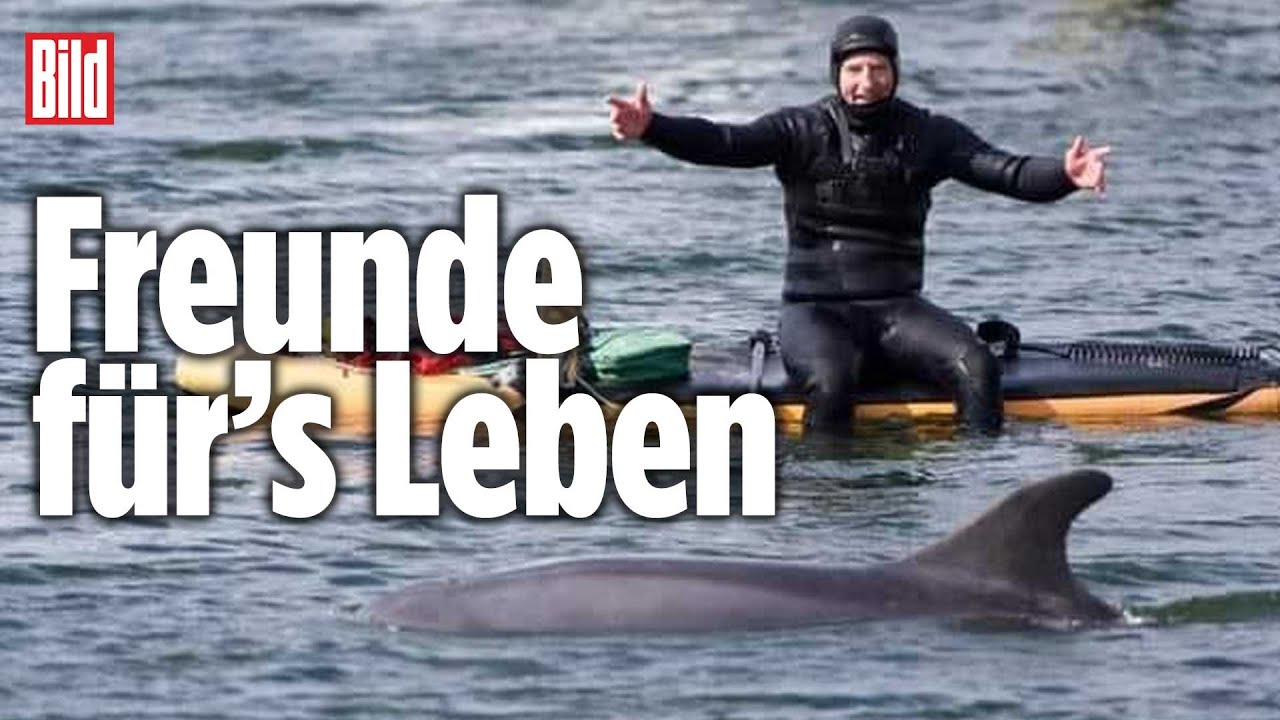 Sie waren unzertrennlich: So &bdquo;verliebte&ldquo; sich Jesper in einen Delfin