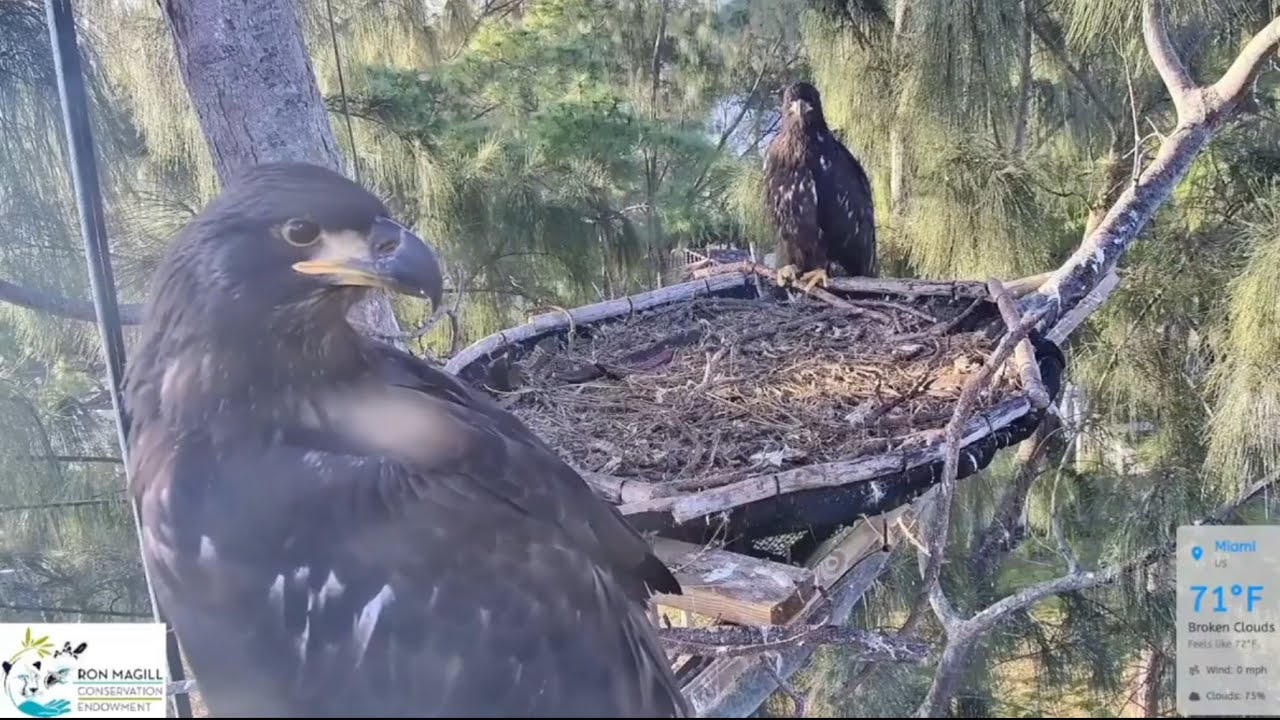 Big eaglet start branching | Dade County Eagle | Feb 28, 26