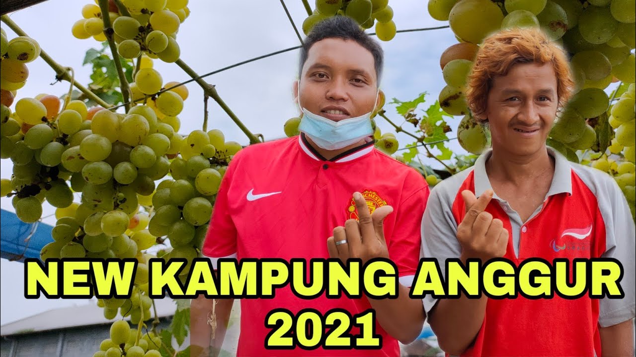 PESONA KAMPUNG ANGGUR 2021 DI SRAGEN JAWA TENGAH