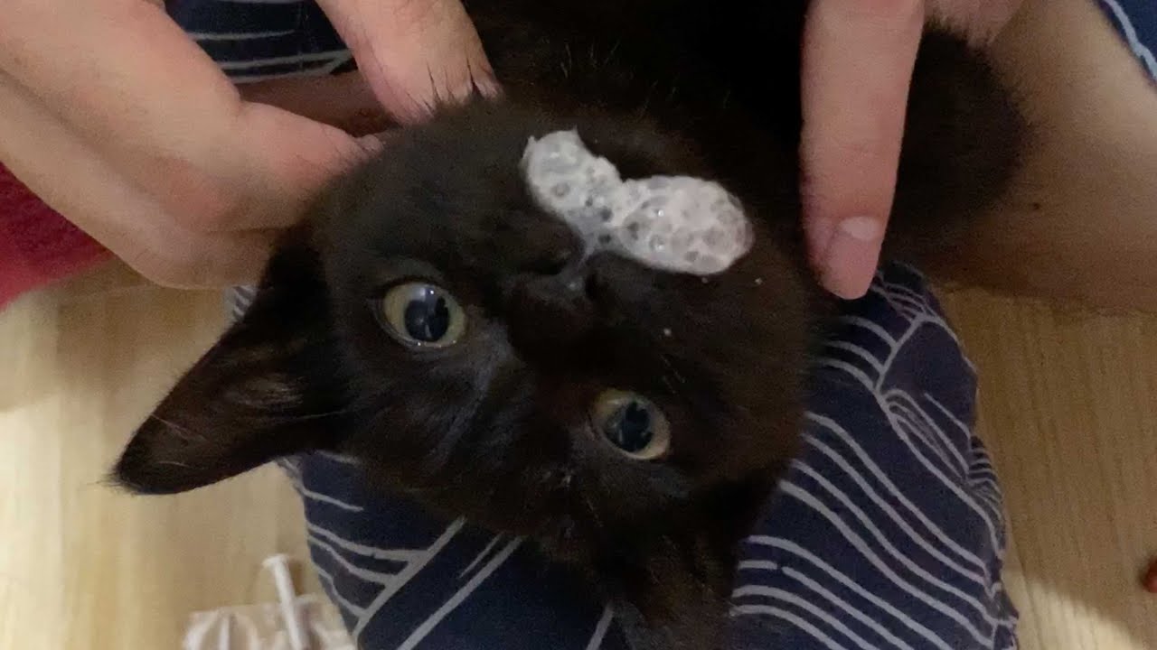 保護した子猫が泡を吹いてしまいました…