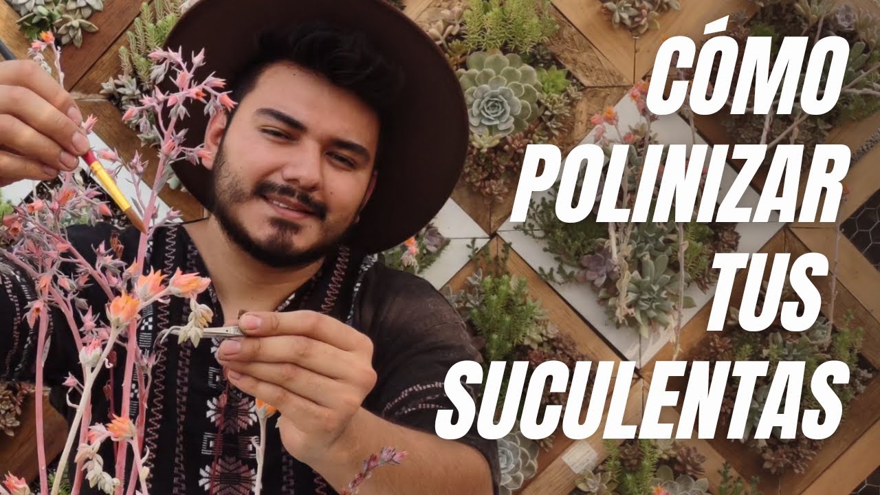 C&oacute;mo polinizar tus suculentas