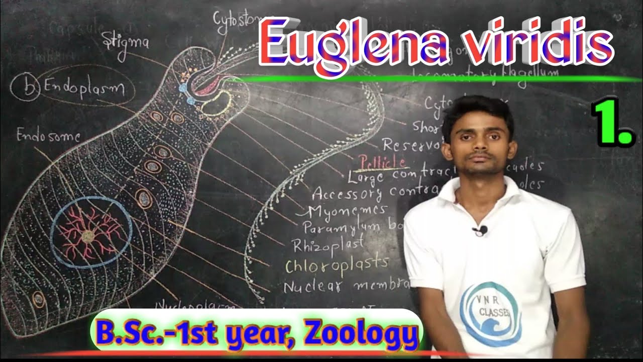 (Lc-7)Euglena viridis, Prat-1 //B.Sc.- 1st year/Zoology//By.. Prahalad Sir