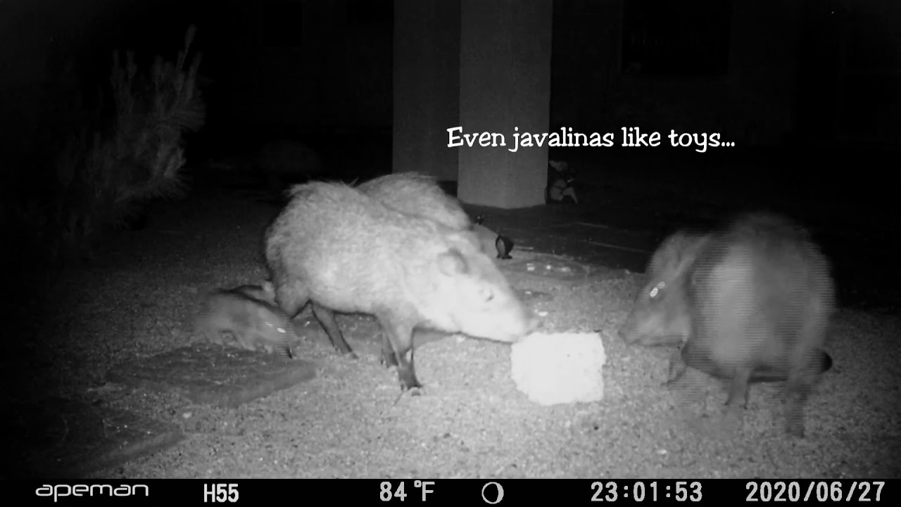 2 Baby Javalinas Bring Their Parents & Sister To Our House For Dinner   Redux