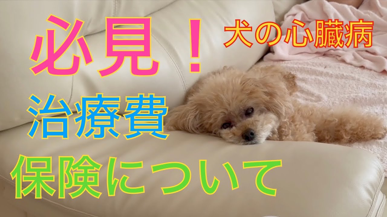 【僧帽弁閉鎖不全症】心臓病のトイプードル！治療にかかった費用大公開！ペット保険てどうなの？
