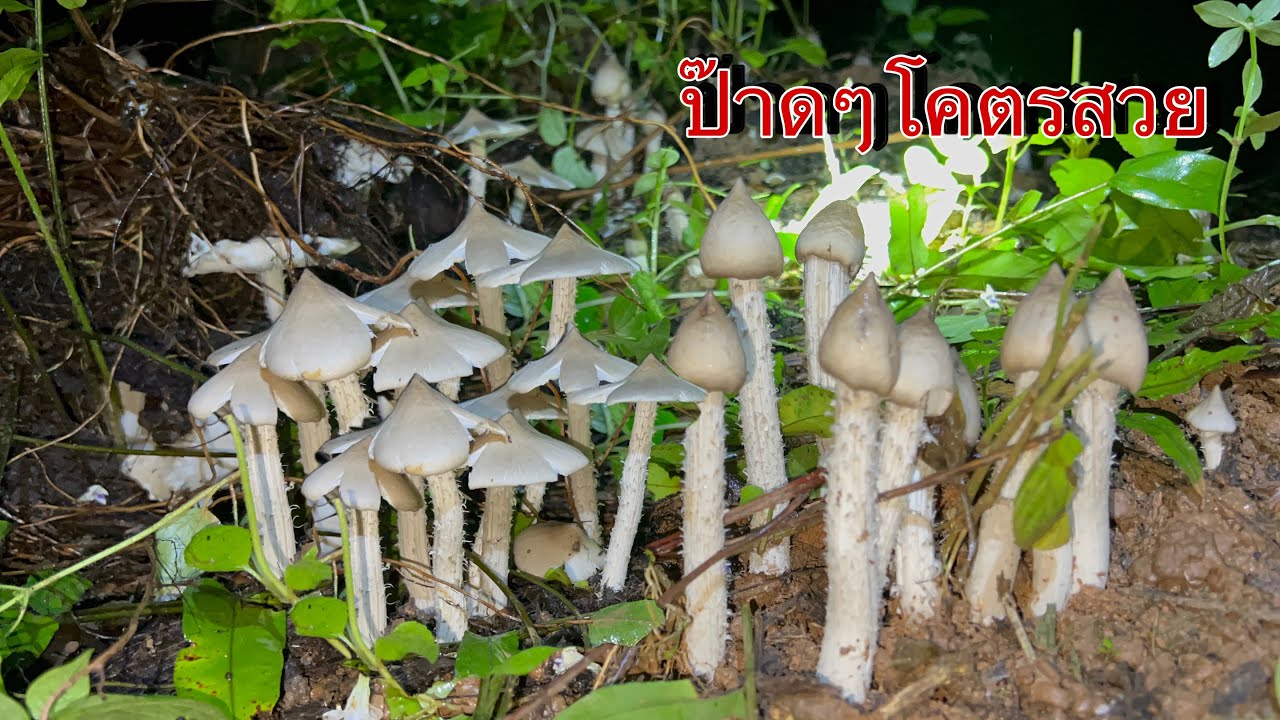 ป๊าดๆเห็ดปลวกหมู่นี้ออกเป็นแผ่นเป็นแพรเลยดอกสวยมากผีเห็ดเข้าสิงไม่ต้องหลับต้องนอนแล้ว