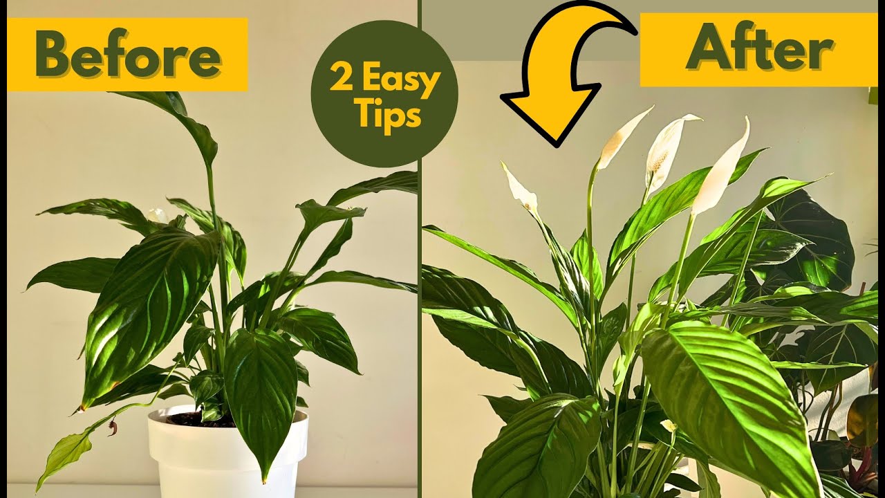 ✅ How to Get Peace Lily to Flower? 2 Easy Tips for Spathiphyllum Blooms!