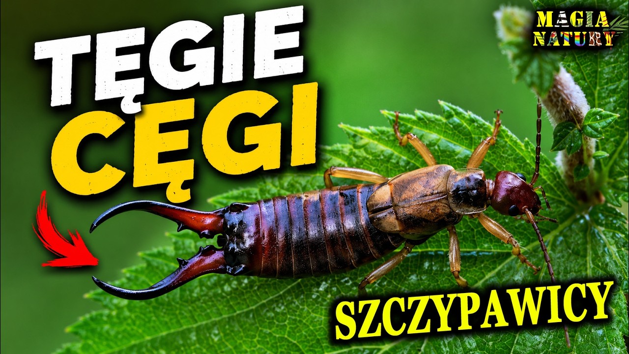 How Hard Do Earwigs Pinch? - Common Earwig