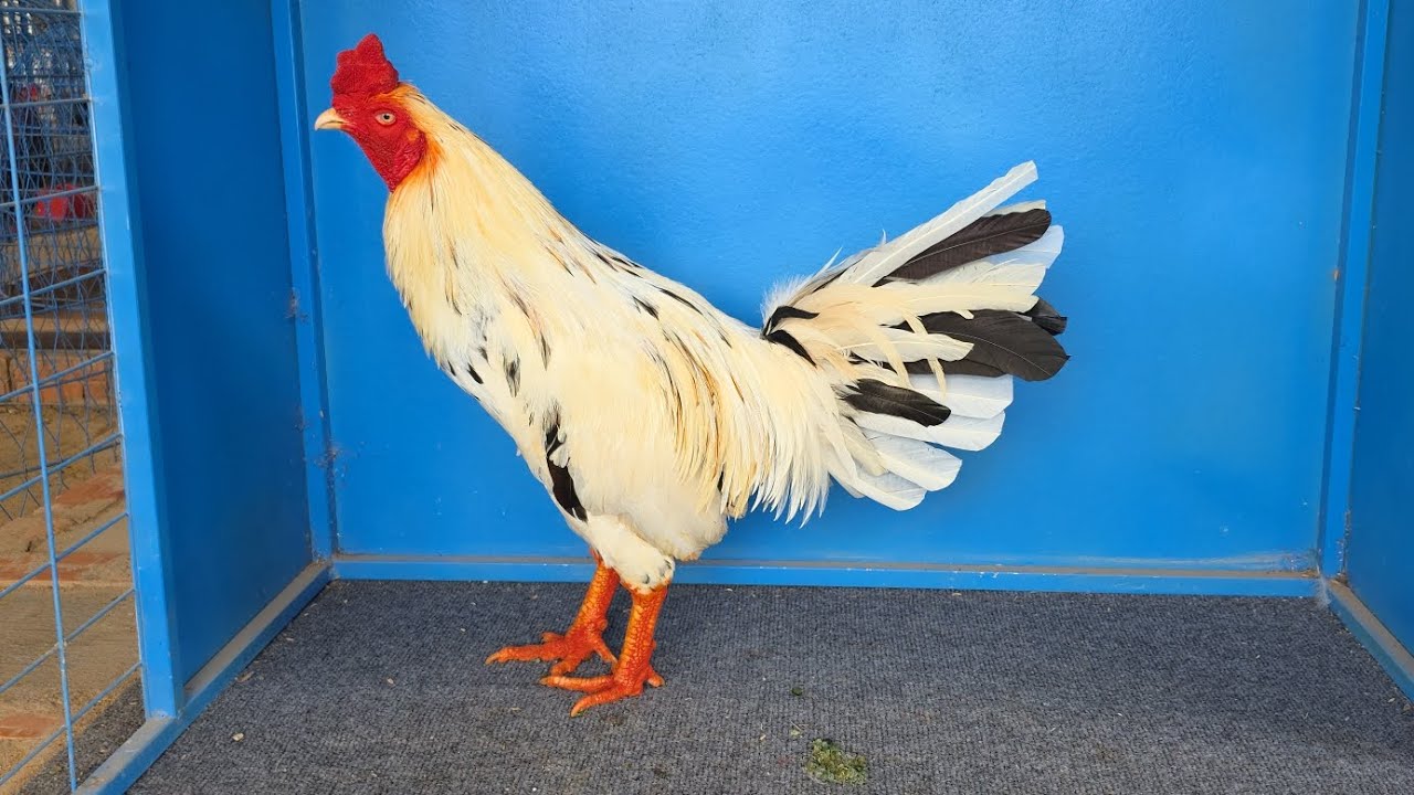 2em trông lai f1