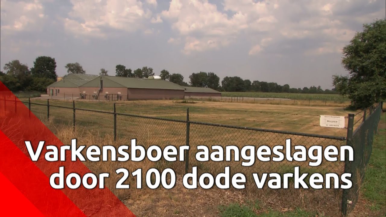De varkensboer verloor 2100 varkens na een stroomuitval in een stal: 'Ergste nachtmerrie voor een...