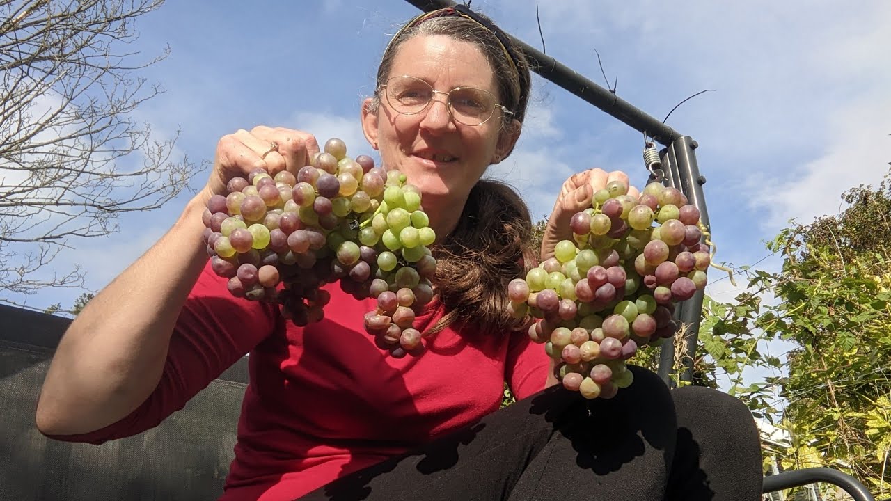 Ooo I Could Crush A Grape