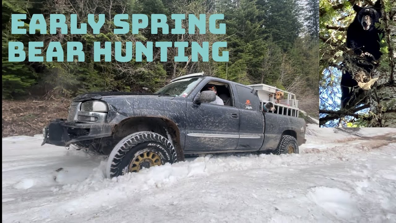 Chasing bears with hounds! | everything goes wrong