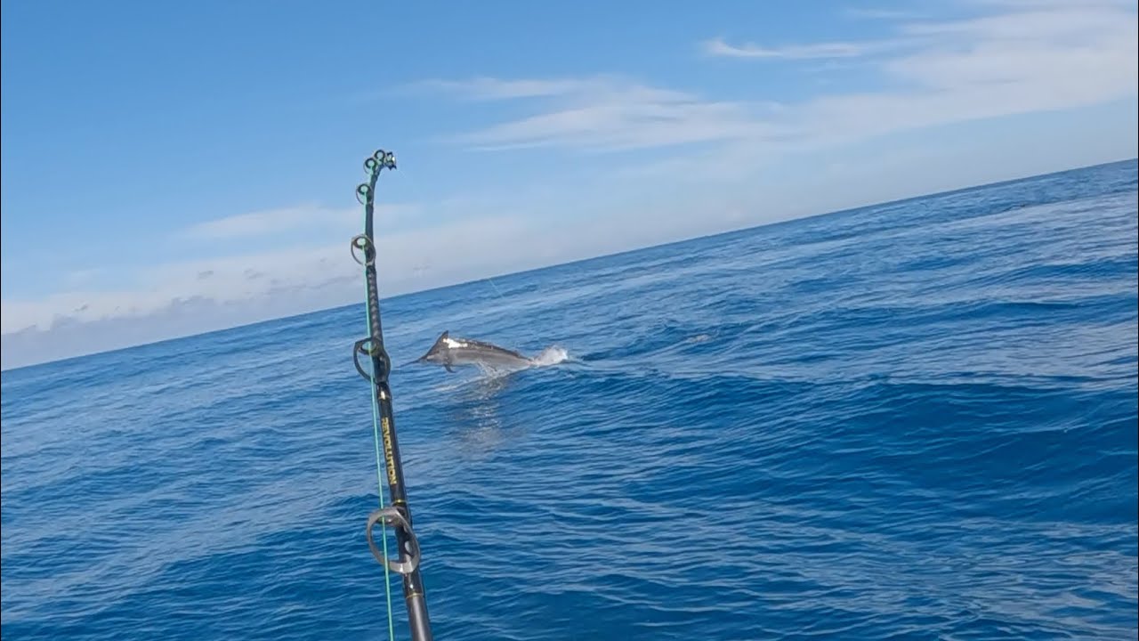 stripe and black marlin fishing Australia nsw
