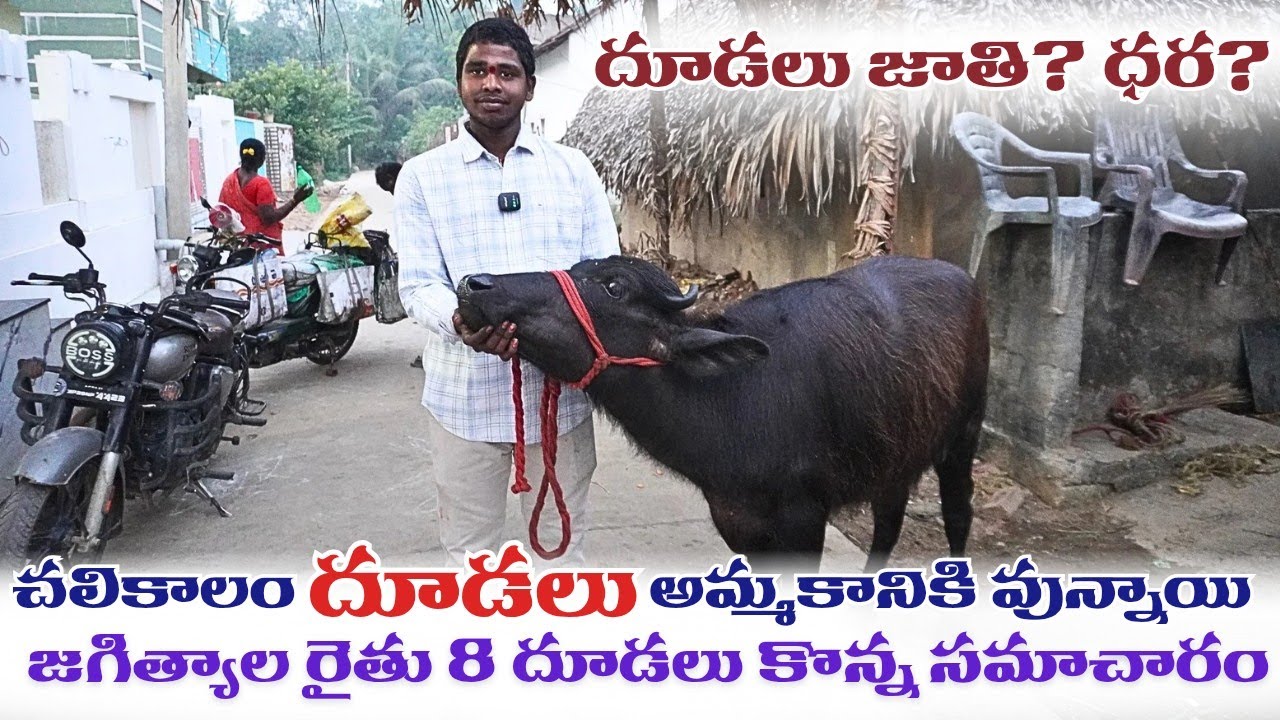 చలికాలం ముర్రా దూడలు అమ్మకానికి వున్నాయి || Murrah Calfs For Sale || Murrah Calfs Information