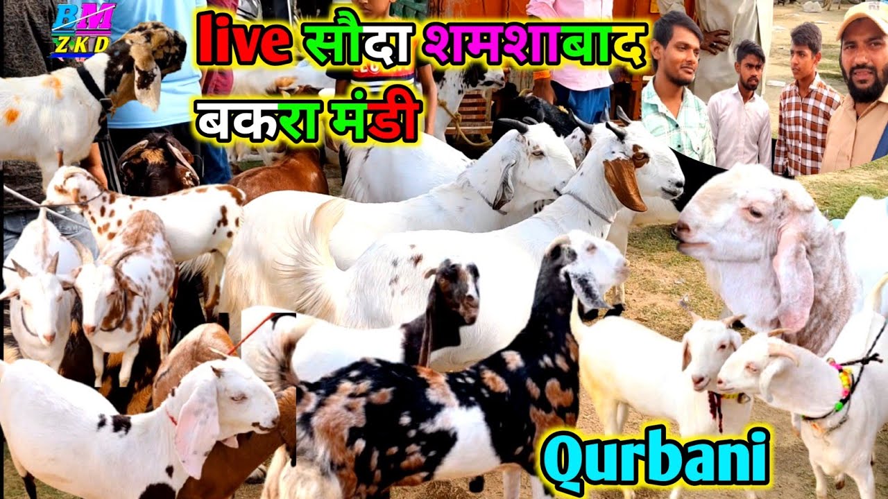 live सौदा शमशाबाद मंडी bakra mandi Qurbani shamshabad May 13 2025 14हजार 25hajar खस्सी goat farming