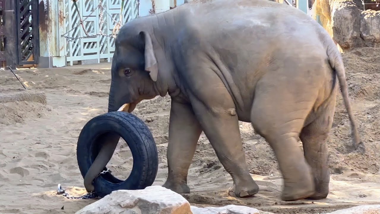 今日は寒いねアルンくん🐘　1月25日 上野動物園　アジアゾウ