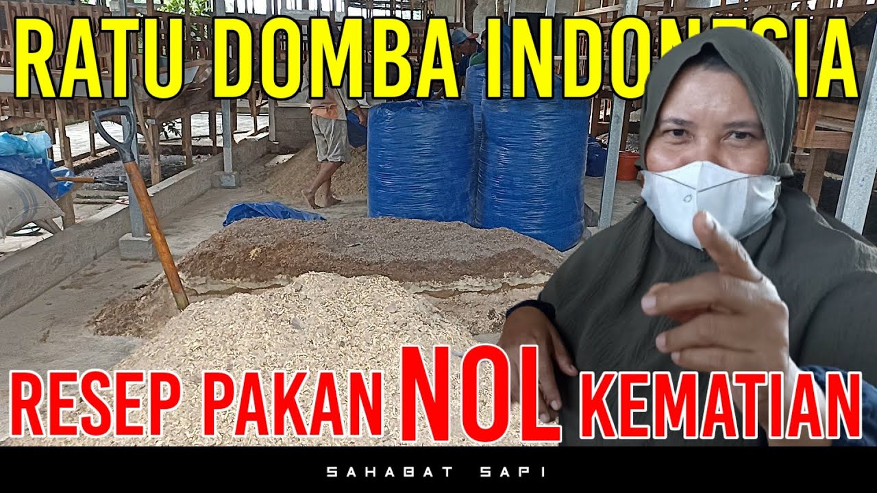 RESEP PAKAN NOL KEMATIAN RATU DOMBA INDONESIA