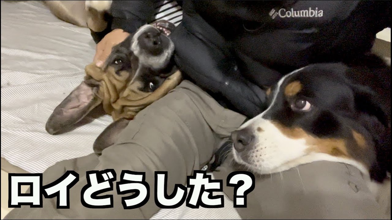 ロイおじちゃんかまちょする