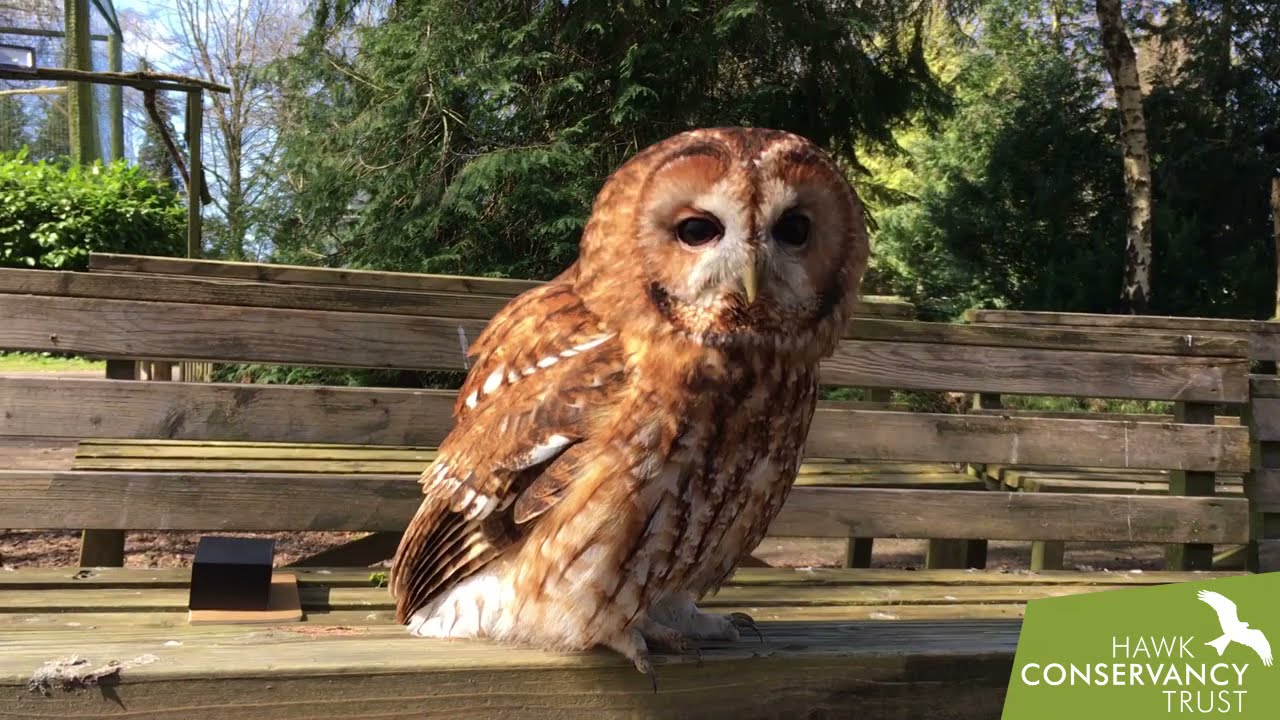 Our work with Tawny Owls