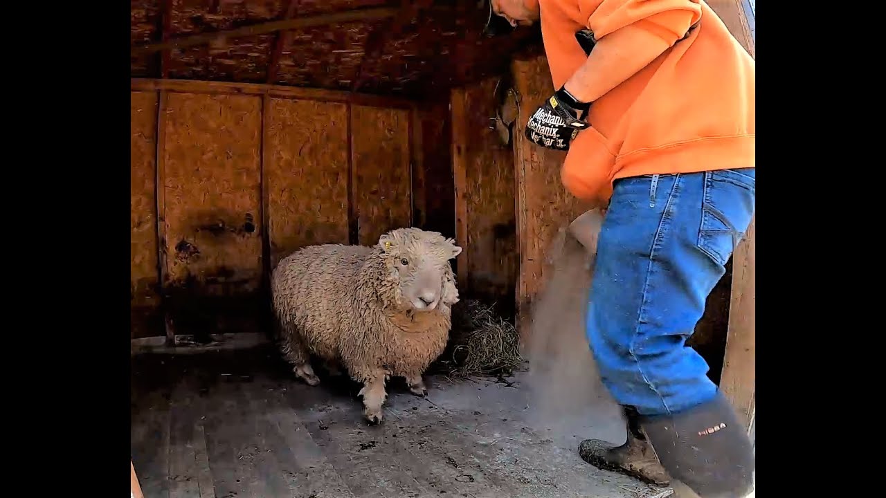 Sandi Brock - Sheepishly Me inspires us all to do better, & also shoveling poop | buck barn cleanout
