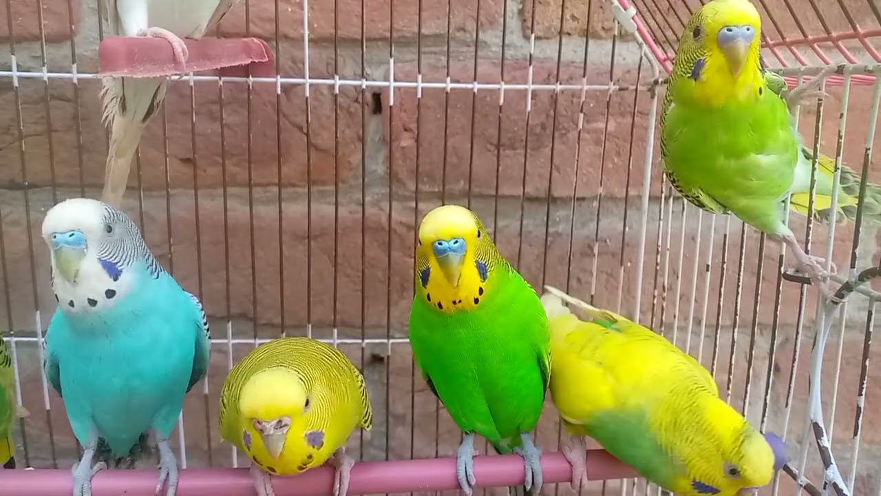 Australian beautiful bird's sounds 