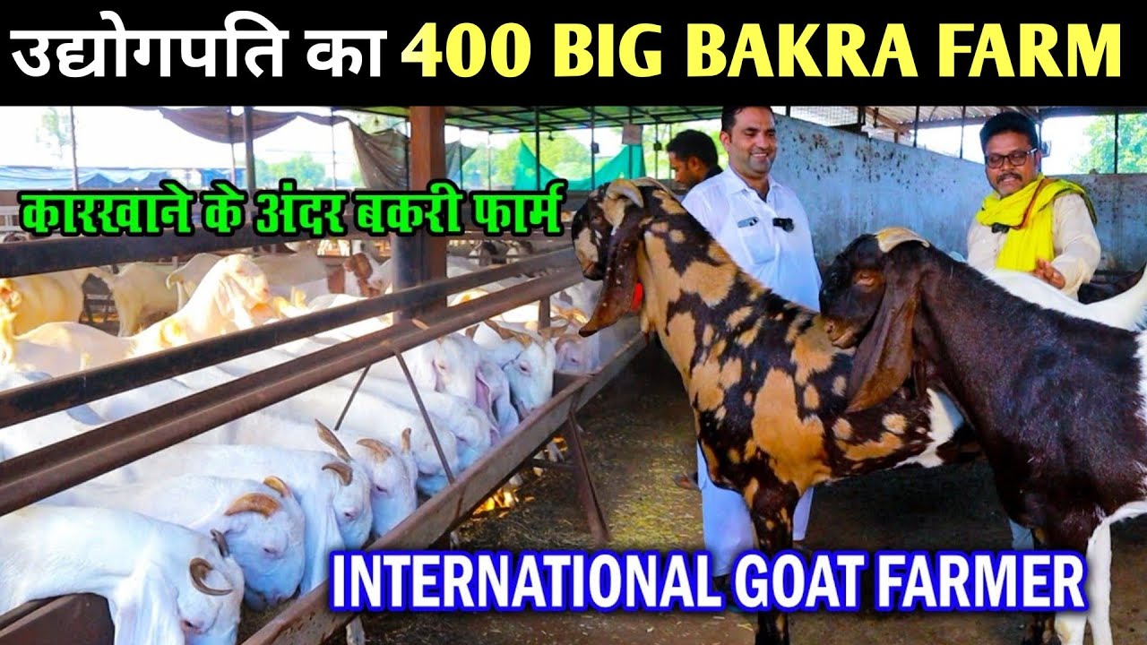 उद्योगपति का 400 Big Bakra Farm।।World Class Goat Farm।। International Goat Farmer Gujarat।
