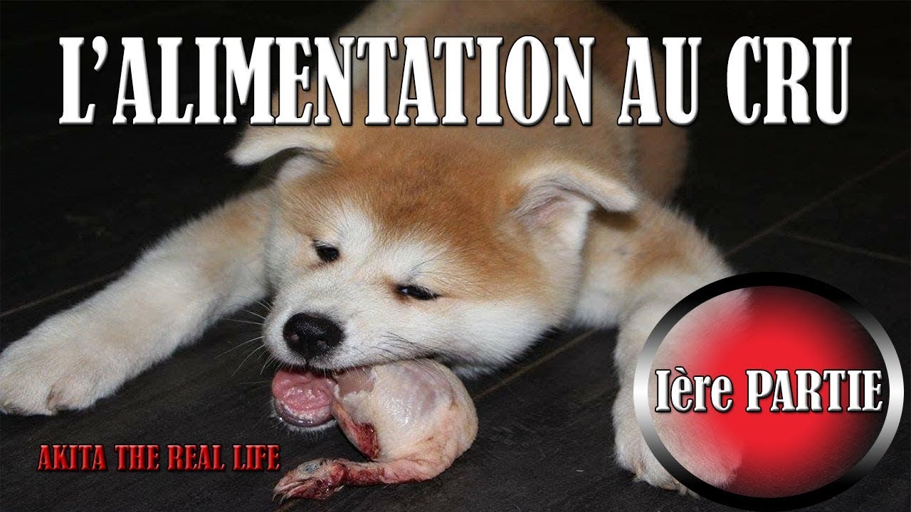 ALIMENTATION BARF #1