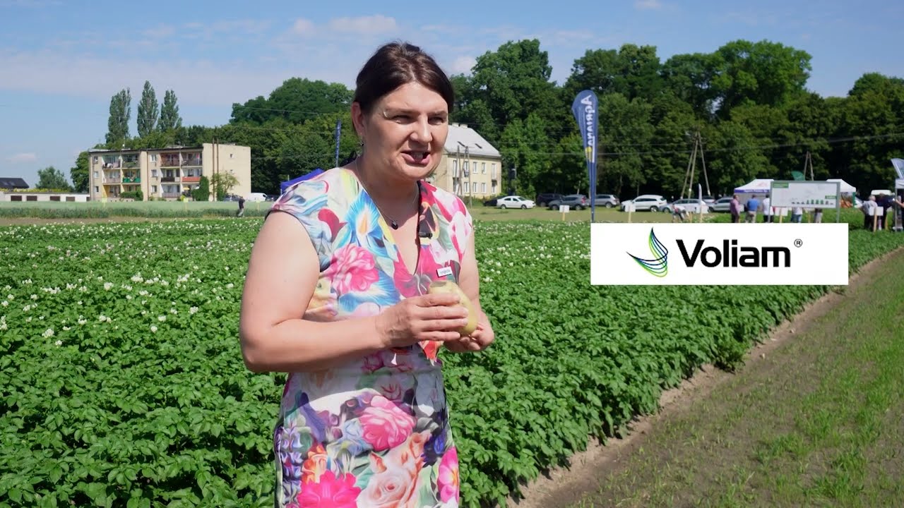 #Komunikat_ziemniaczany❗️Czym pryskać na zarazę, czym na stonkę?