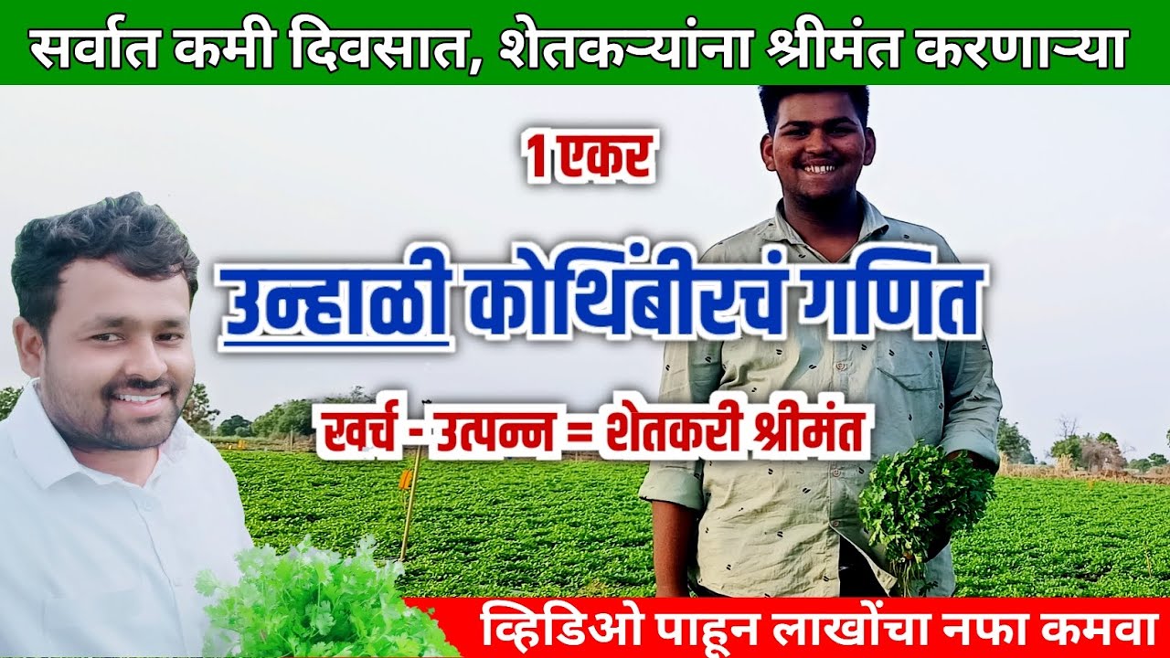 एक एकर उन्हाळी कोथिंबीर लागवडचं गणित | coriander cultivation | kothimbir lagwad in marathi