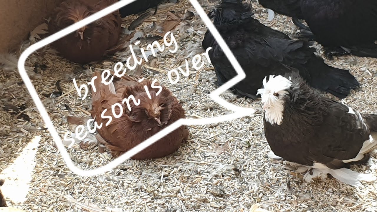 Breeding Season comes to a End