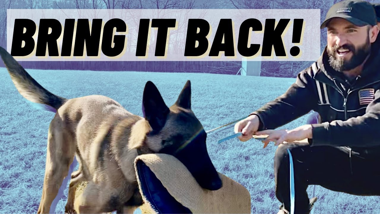 UN-TRAINING KEEP AWAY! TEACHING A MALINOIS TO BRING THE TOY BACK!