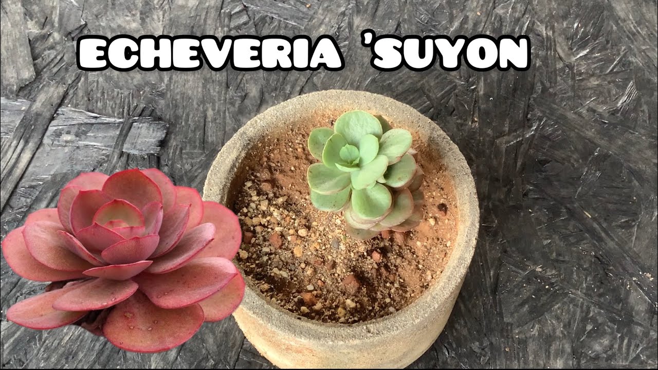 || ECHEVERIA 'SUYON' || SUCCULENT CARE TIPS ||