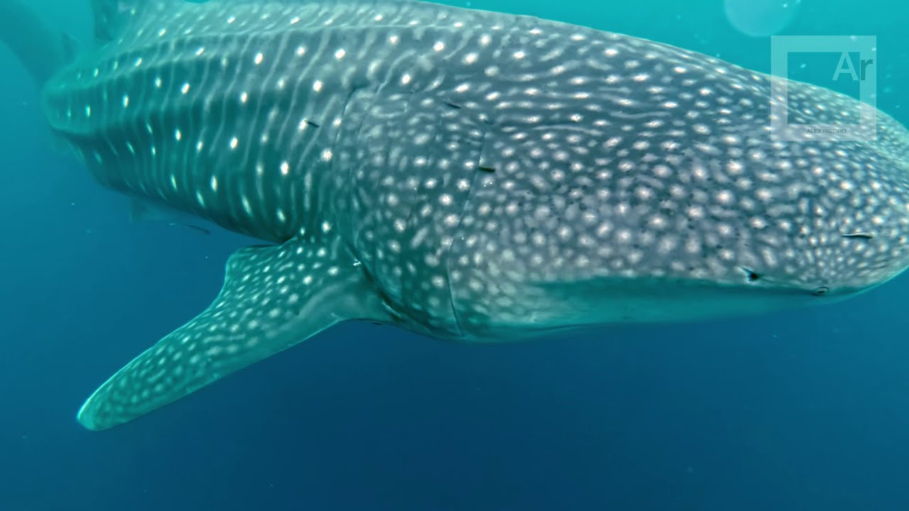 Spearfishing in Amed (Bali, Indonesia) - Whaleshark encounter!