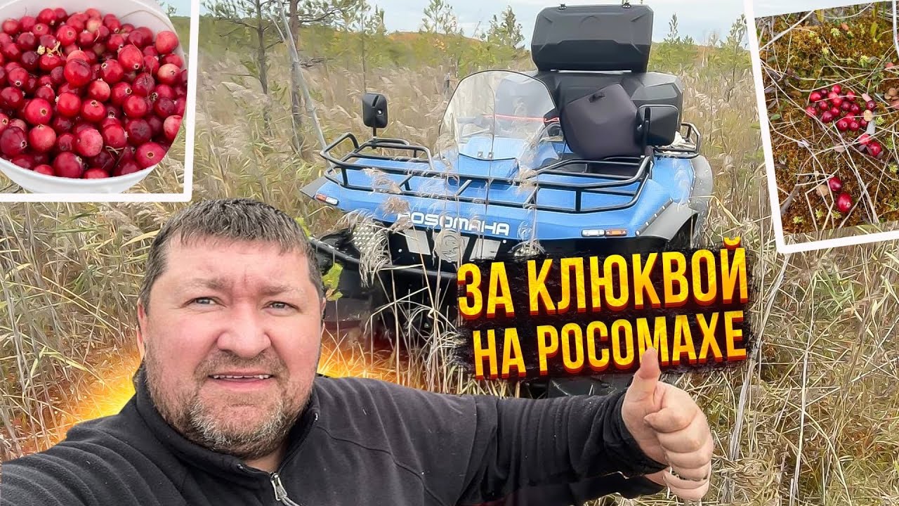 ЗА КЛЮКВОЙ НА РОСОМАХЕ ПО БОЛОТУ