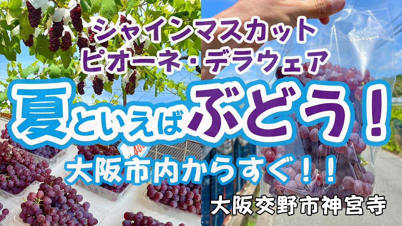 【直売所がたくさん!!】夏のフルーツ！大阪 交野市にぶどうを買いに行こう！【ぶどう狩り・ピオーネ・デラウェア・シャインマスカット】