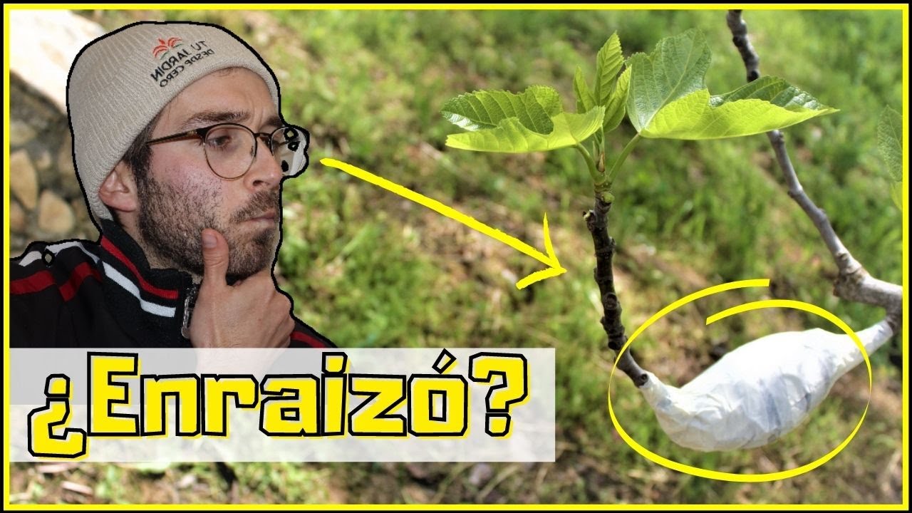 🌳  DESENLACE Acodo a&eacute;reo en Higuera [2/2 Actualizaci&oacute;n] 🍀