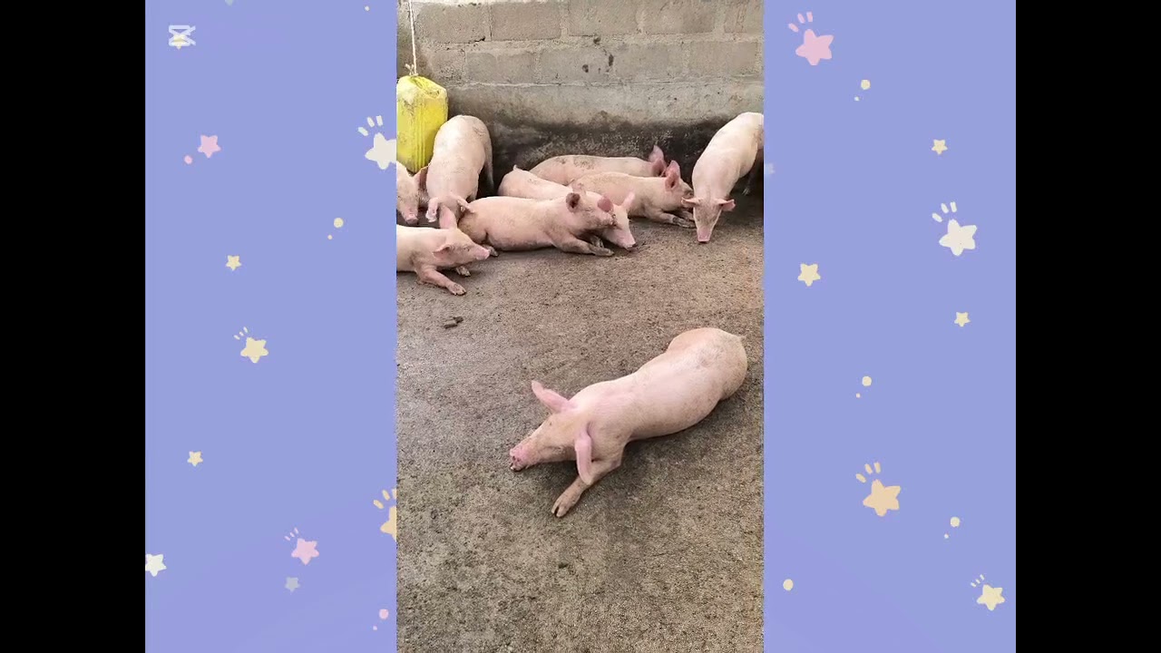 Mes conseils pour bien nourrir vos porcs 🐷🐖