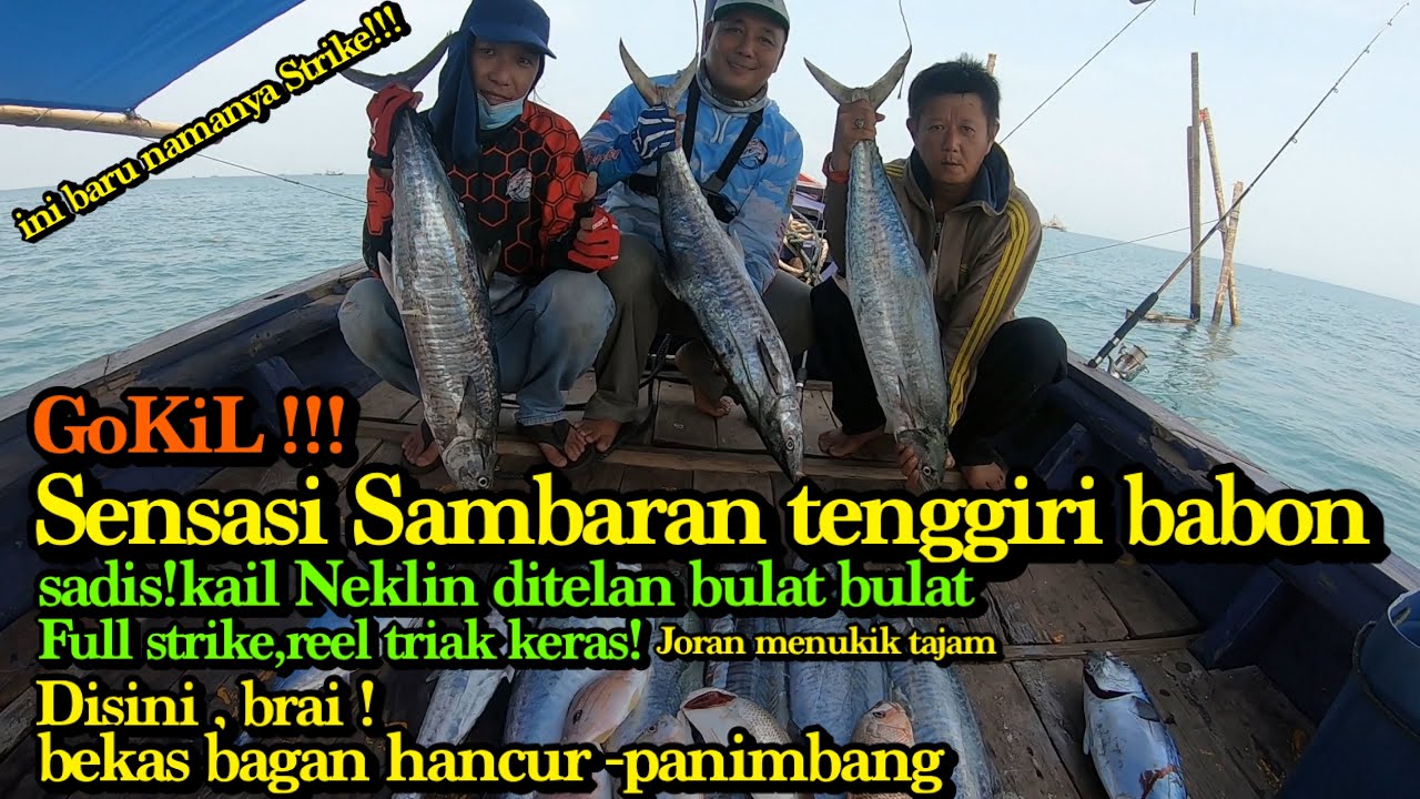 SENSASI SAMBARAN TENGGIRI BABON || KAIL NEKLIN DI TELAN BULAT2X
