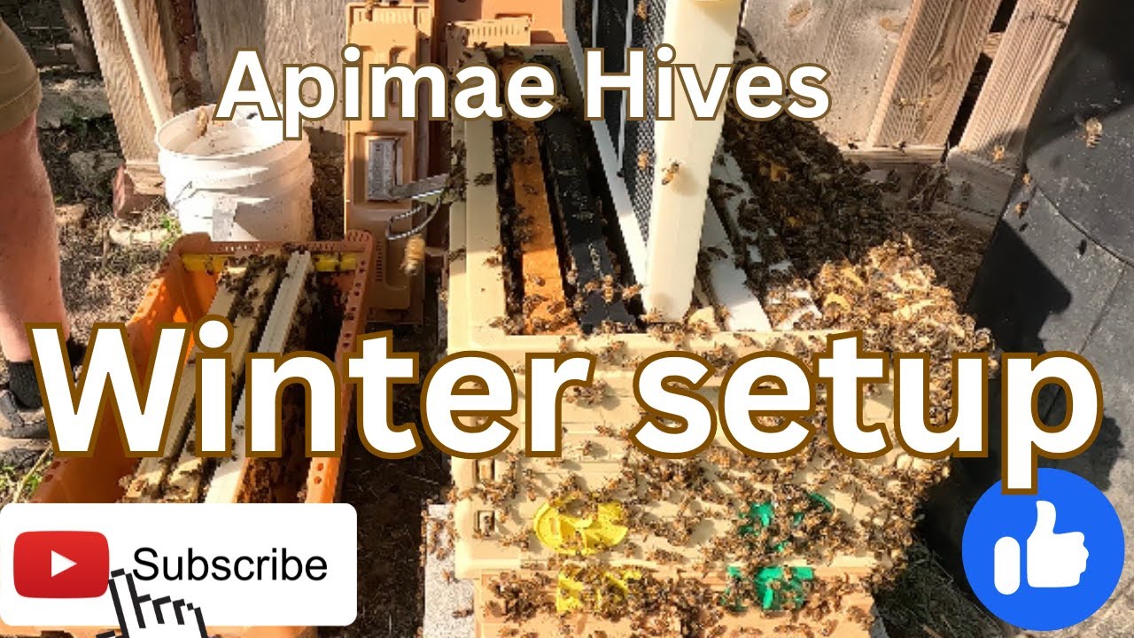 Setting up Apimae nuc for winter.  #apimaehive #howtokeepbees #beehives #honeybees #beeswax #bees