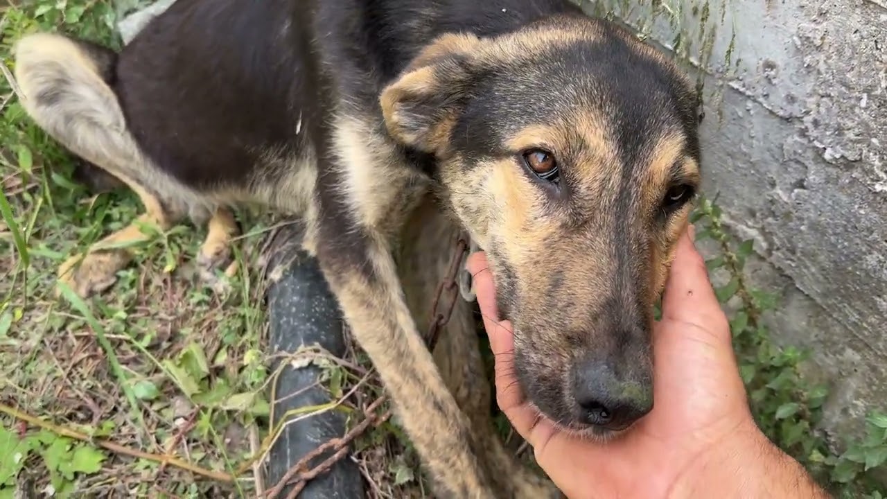 Going to Rescue the Dog who got Beaten and Left Behind - Takis Shelter