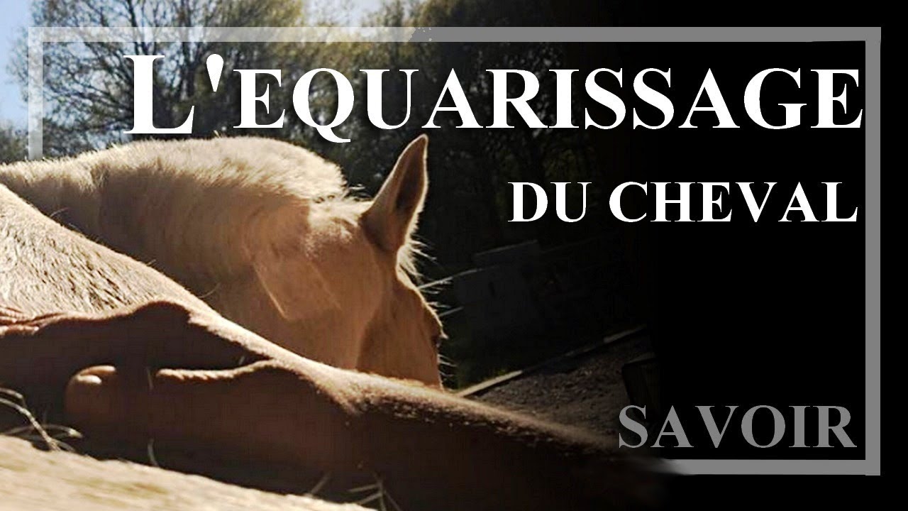 [ SAVOIR ] - L&rsquo;&eacute;quarrissage du cheval