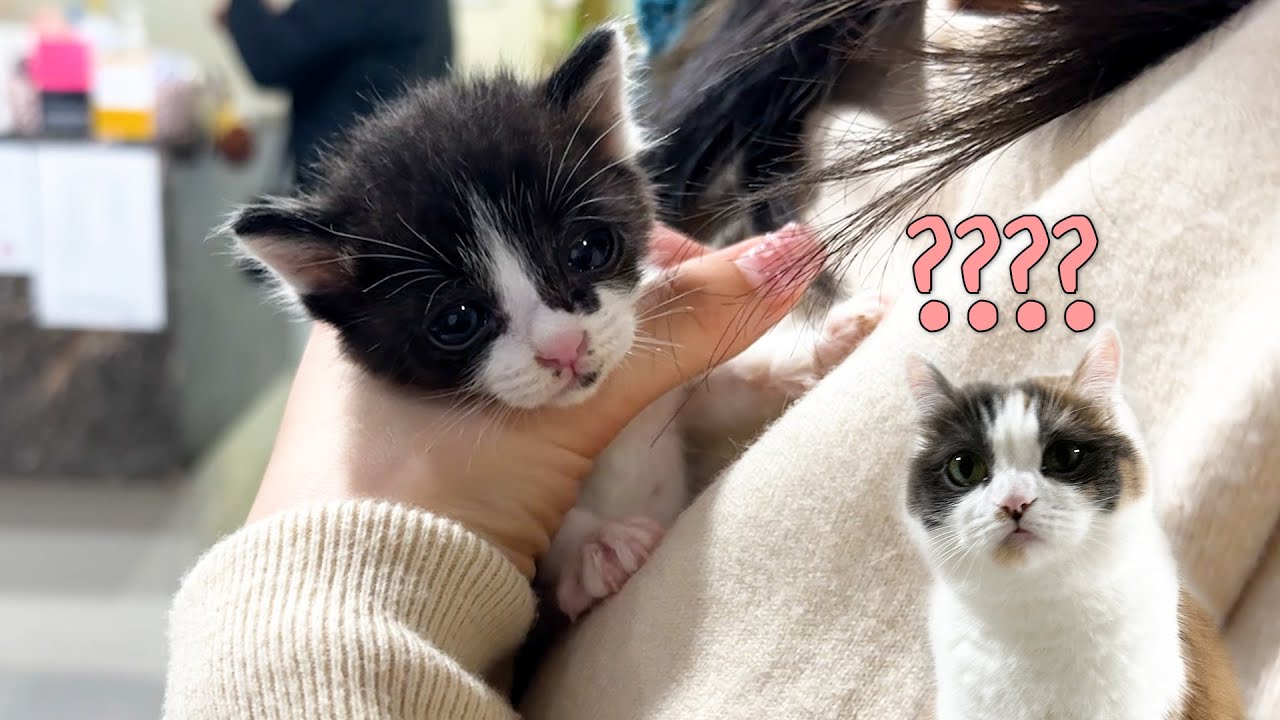 눈에 고름이 찬 채 버려진 아기 고양이를 임시보호하게 되었어요  [탄빵이 임보일기]