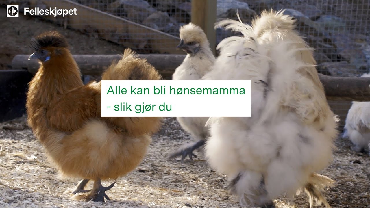Alt du trenger å vite om å holde egne høns 🐔