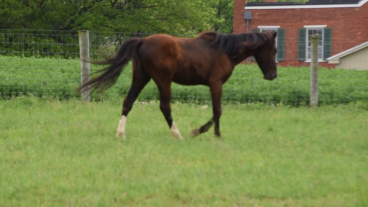 The American Standardbred